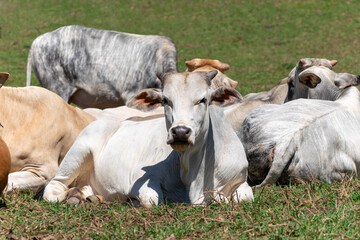 Obraz na płótnie Canvas Cows in a field, grazing. Selective focus.