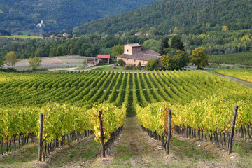 Fototapeta na wymiar Beautiful rows of vineyards in Tuscany during autumnal season with farmhouse, Italy.