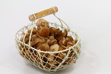 young hallimash mushroom heads in basket