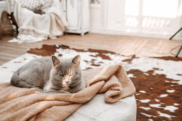 Grey British cat lying sleeping in light of sun in white shabby chic vintage french Provence...