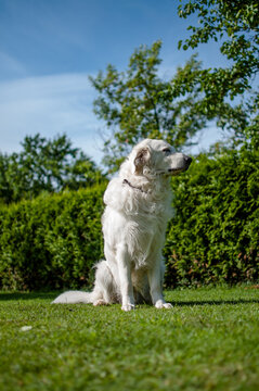 Big white dog (Slovak guard) sitting on the green grass in the garden