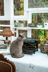 Cat sitting on working desk next to Vintage old fashioned typewriter machine near window, with...