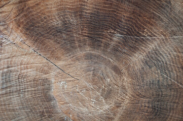 texture of an old tree trunk. tree rings