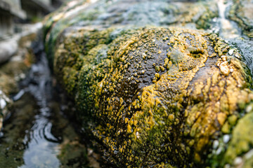 Silica mineral formation from thermal activity at Orakei Korako geothermal area in Rotorua, New Zealand