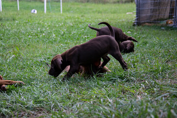 two dogs playing