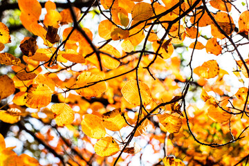 fall foliage in harst landscape, Trieste