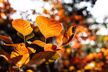 fall foliage in harst landscape, Trieste