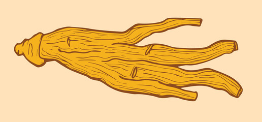 Red korean dried ginseng illustration. Vector illustration