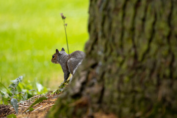 squirrel behind a tree Hillsborough castle gardens Northern Ireland