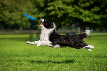 Border collie dog catches flying frisbee disc in the air. Pet playing outdoors in a park. - obrazy, fototapety, plakaty