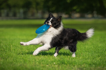 Border collie dog playing with a frisbee disc. Pet playing outdoors in a park.