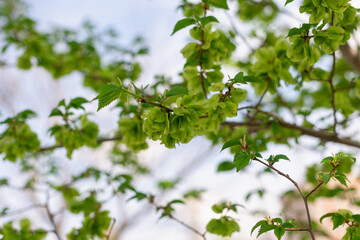 Fototapeta na wymiar Spring, the first green leaves on the tree.