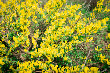 Fototapeta premium Spring flowers on the branches in the forest.