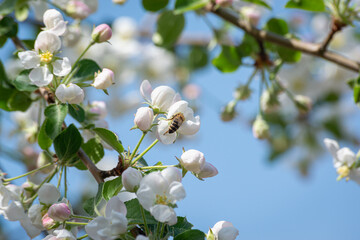 Blooming apple tree and bee against the background of the sky and green leaves.