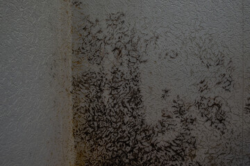 Large spots of black mold on the wall in the apartment.