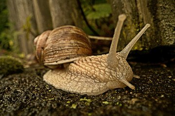 Escargot (Helix pomatia) on garden wall