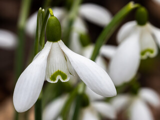 Close up of Galanthus Magnet flower in winter