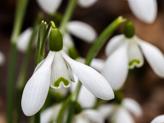 Pure white Galanthus Magnet flower in winter