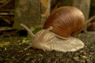 Escargot (Helix pomatia) on garden wall