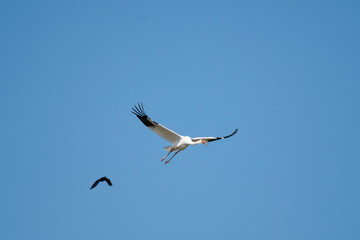 Siberian white crane mobbed by a crow