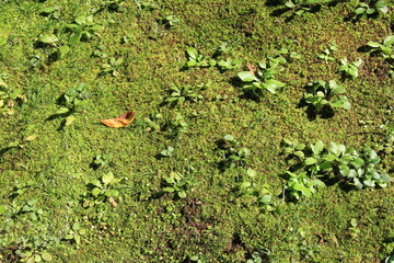 丈の低い雑草や苔が覆う地面