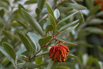 Unusual red Grevillea victoriae flower in spring