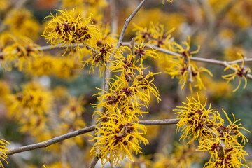 Cluster of Hamamelis x intermedia Barmstedt Gold flowers in winter