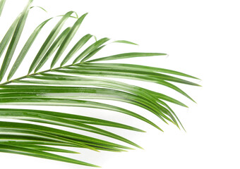 Green palm leaf isolated on white