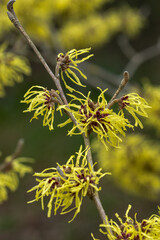 Close up of Hamamelis x intermedia Palida flower in winter