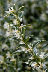 Close up of Sarcococca confusa flower in winter