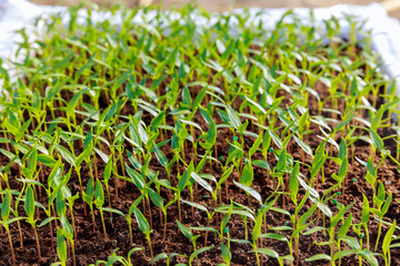 Pepper seedlings in a container for growing. Dicotyledonous leaves have grown, the second pair begins to grow.