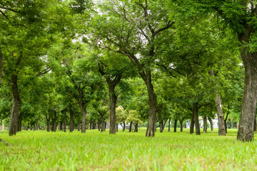 Obraz premium Panorama of beautiful city park