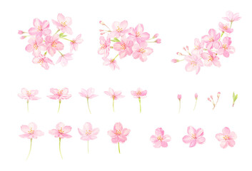 Fototapeta na wymiar 透明水彩で描いた桜のベクターイラストセット