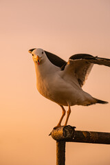 Seagull at sunset