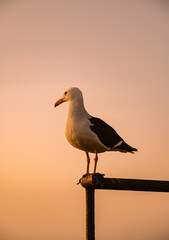 Seagull at sunset