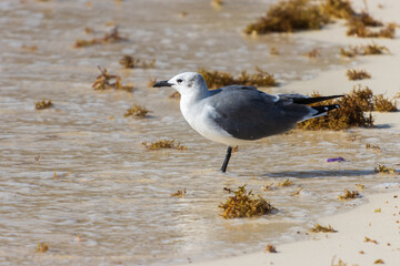 Gaviota reidora en la orilla de la playa.