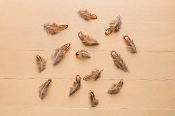 Beautiful pheasant feathers on beige wooden background