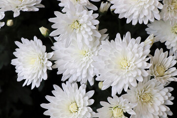 Closeup background of white Mums in bloom