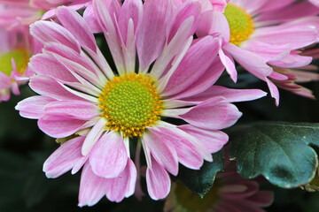 Obraz premium Closeup of pink and yellow Chrysanthemums in bloom