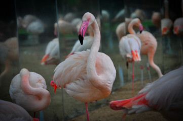 flamingo in the zoo
