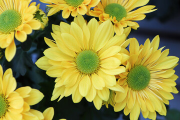 Closeup background of yellow and green centered mums