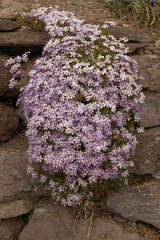 Spreading Phlox (P. diffusa) in rockery