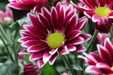 Background of vibrant red and white mums flowering