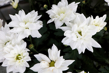 Closeup background of white Mums in bloom