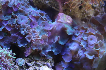 Corais de Água Salgada