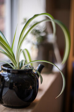 Spider Plant Growing In A Tea Pot On A Window Ledge