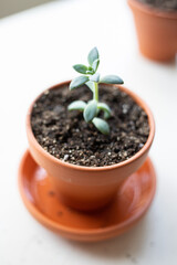 graptoveria succulent growing in soil in a pot