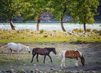 herd of horses graze on the banks of the river in the mountains.