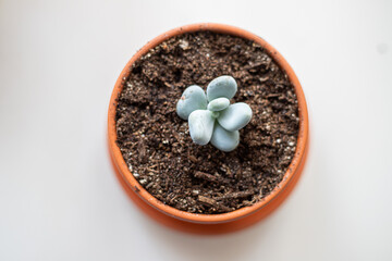 moonstone succulent in a pot
