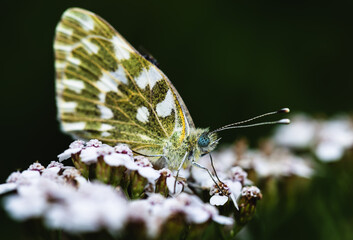 beautiful butterfly on a flower. motley-eyed galathea (Melanargia galathea) on a flower. butterfly with a white-yellow pattern